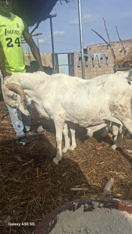 vente-des-boeuf-et-des-moutons-big-2