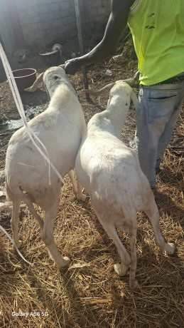 vente-des-boeuf-et-des-moutons-big-3