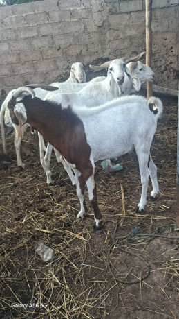 vente-des-boeuf-et-des-moutons-big-1