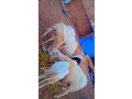 bonne-nouvelle-pour-la-tabaski-small-0