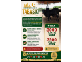 offres-speciales-pour-tabaski-small-0