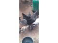 poussins-a-vendre-small-1