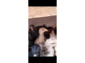 poussins-a-vendre-small-0