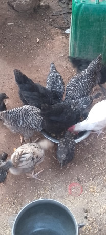 poussins-a-vendre-big-1
