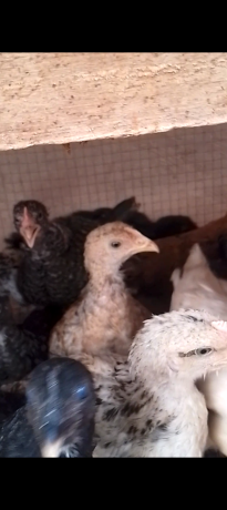 poussins-a-vendre-big-0
