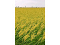 4tree-burkina-small-4