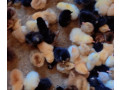 les-poussins-kurolier-de-tres-bon-qualite-small-2