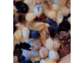 les-poussins-kurolier-de-tres-bon-qualite-small-1