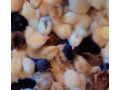les-poussins-kurolier-de-tres-bon-qualite-small-4