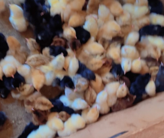 les-poussins-kurolier-de-tres-bon-qualite-big-3