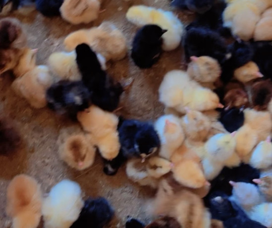 les-poussins-kurolier-de-tres-bon-qualite-big-2