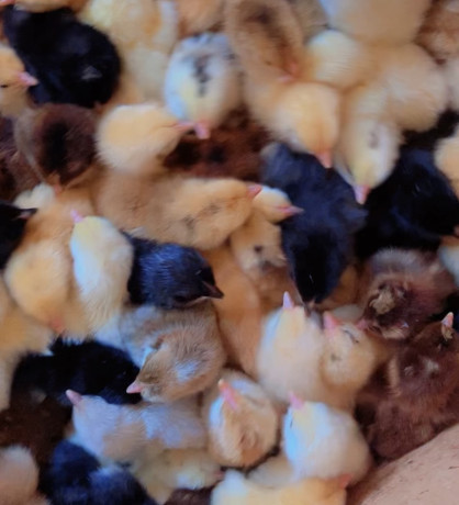 les-poussins-kurolier-de-tres-bon-qualite-big-1