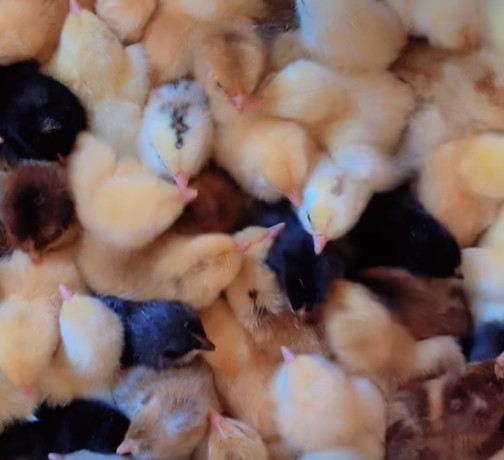les-poussins-kurolier-de-tres-bon-qualite-big-4
