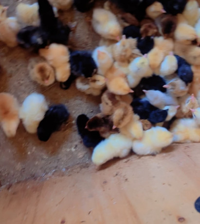 les-poussins-kurolier-de-tres-bon-qualite-big-0