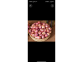 oignons-conservable-small-0