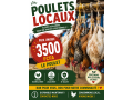 vente-de-poulet-locaux-small-0