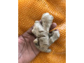 gimgembre-frais-small-2