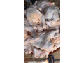 vente-de-poulets-de-chair-et-locale-small-0