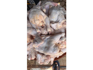 Vente de poulets de chair et locale