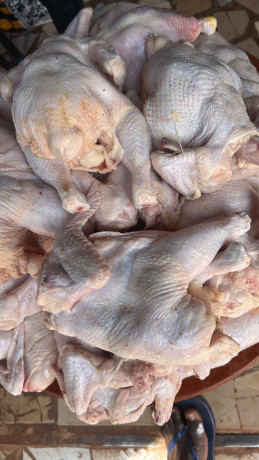 vente-de-poulets-de-chair-et-locale-big-0