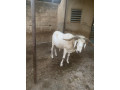 belier-small-0