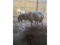 belier-small-1