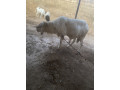 belier-small-3