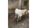 belier-small-2