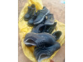 chaussures-small-2