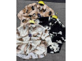 ak-business-rapidite-et-fiabilite-small-2