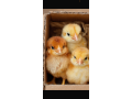 vente-de-poussins-small-0