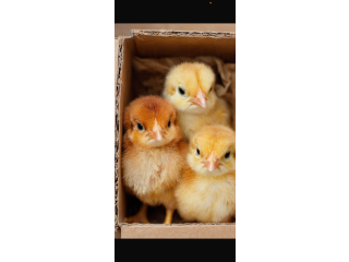 Vente de poussins
