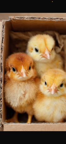 vente-de-poussins-big-0