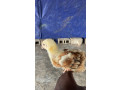 vente-de-poussins-small-0