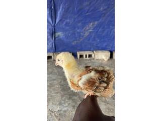 Vente de poussins