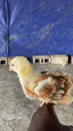 vente-de-poussins-big-0