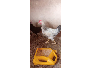 Vente de poulets kurolairs à bon prix