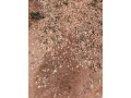 un-terrain-en-vente-a-ouahigouya-small-0