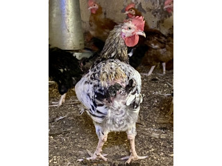 Des coqs pour la reproduction et la consommation