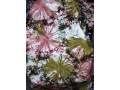 koko-donda-small-2