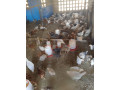 commerce-de-poulet-small-0