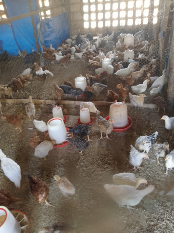 commerce-de-poulet-big-0