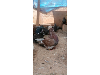 Pigeon mondain standard