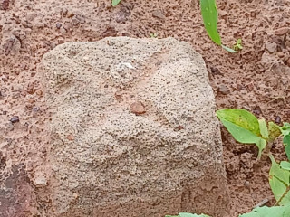 Vente des parcelles Loti et non Loti.