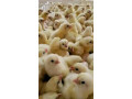cher-client-nous-vous-proposons-des-poussins-dun-jour-toutes-sortes-de-races-disponibles-chaque-mardi-small-3