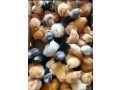 cher-client-nous-vous-proposons-des-poussins-dun-jour-toutes-sortes-de-races-disponibles-chaque-mardi-small-2