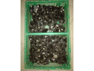 Cher client nous vous proposons des poussins dun jour toutes sortes de races disponibles chaque mardi