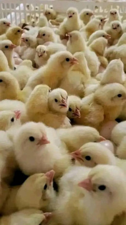 cher-client-nous-vous-proposons-des-poussins-dun-jour-toutes-sortes-de-races-disponibles-chaque-mardi-big-3