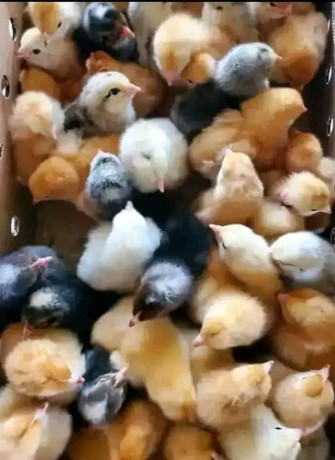 cher-client-nous-vous-proposons-des-poussins-dun-jour-toutes-sortes-de-races-disponibles-chaque-mardi-big-2