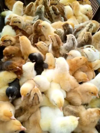 cher-client-nous-vous-proposons-des-poussins-dun-jour-toutes-sortes-de-races-disponibles-chaque-mardi-big-1